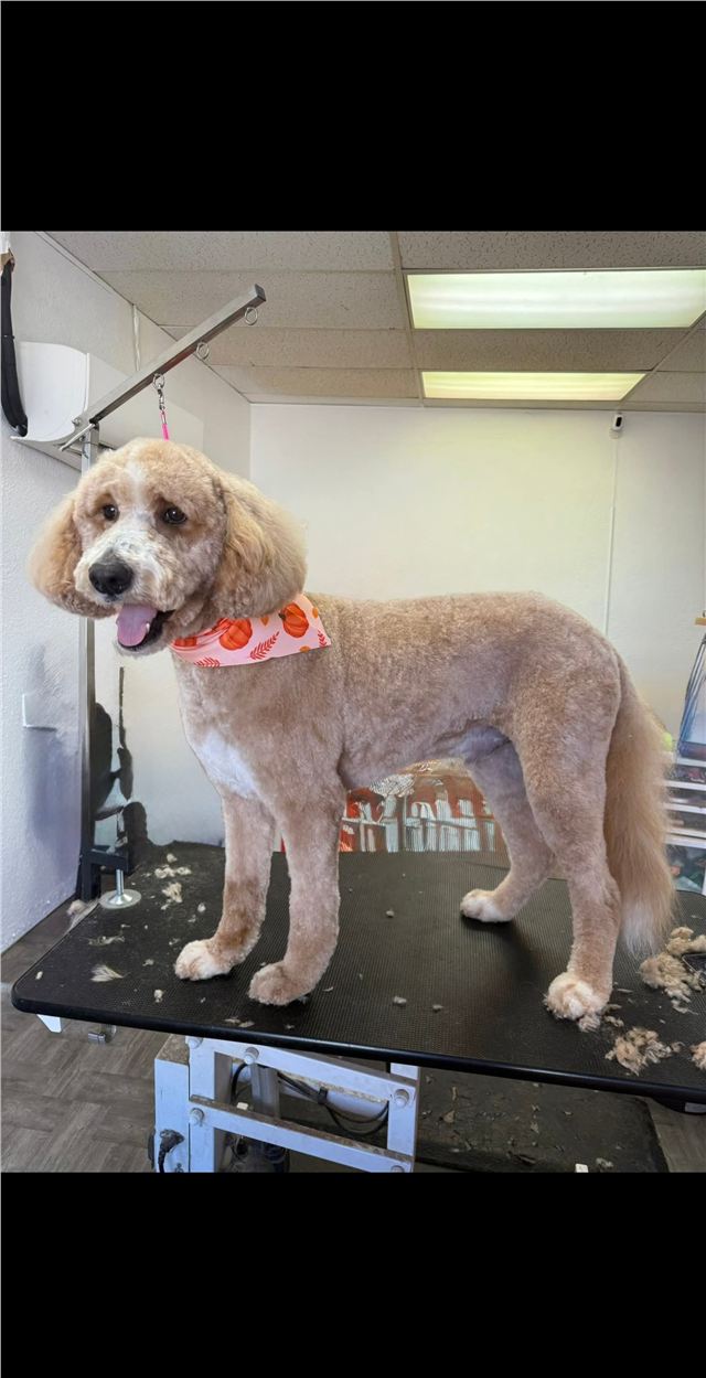 Apricot doodle standing on the grooming table after a full groom