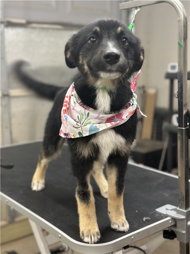 Happy freshly groomed dog wearing a colorful bandana