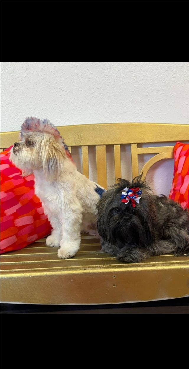 Two freshly groomed small dogs posing together on the salon bench