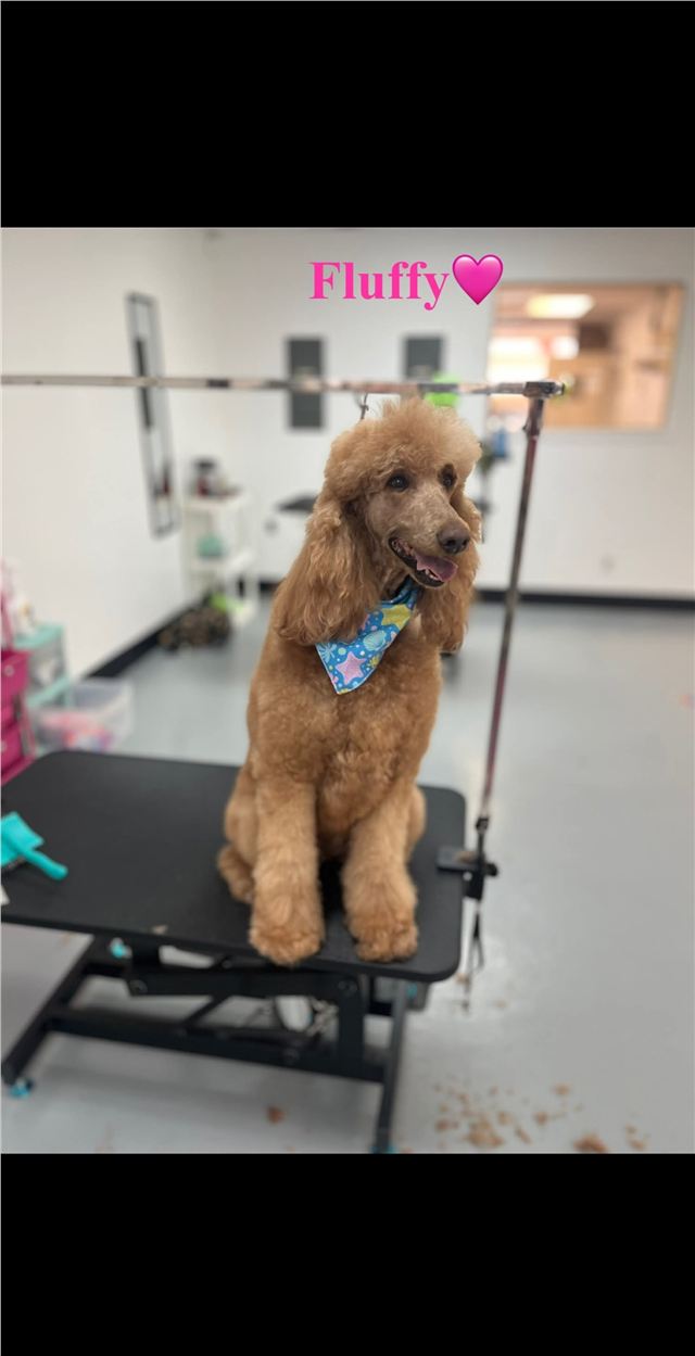 Freshly groomed poodle named Fluffy wearing a colorful bandana