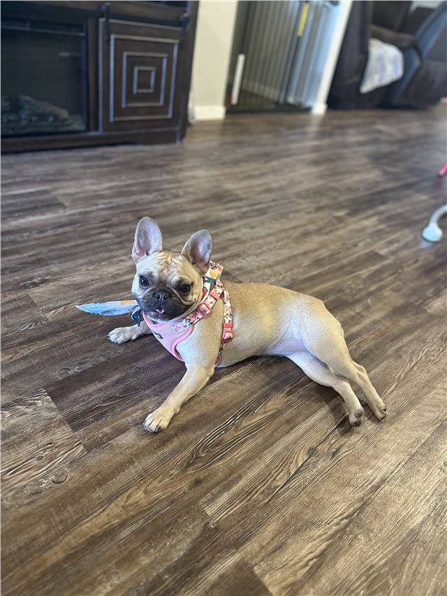 Relaxed French bulldog resting comfortably after grooming