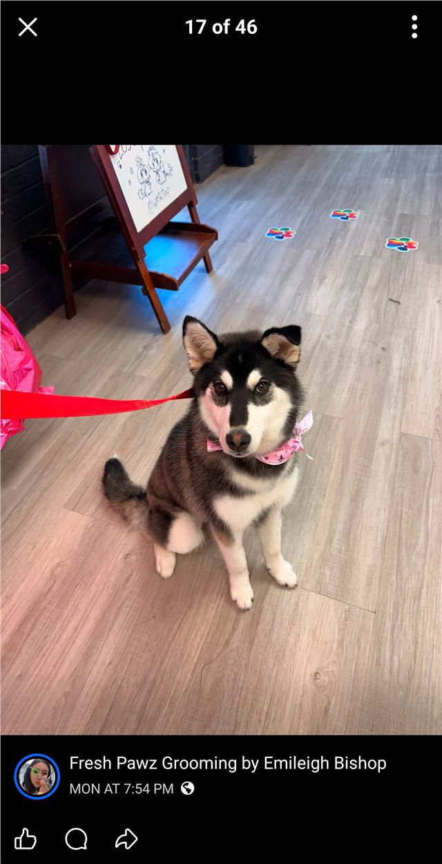 Freshly groomed husky sitting in the Fresh Pawz salon