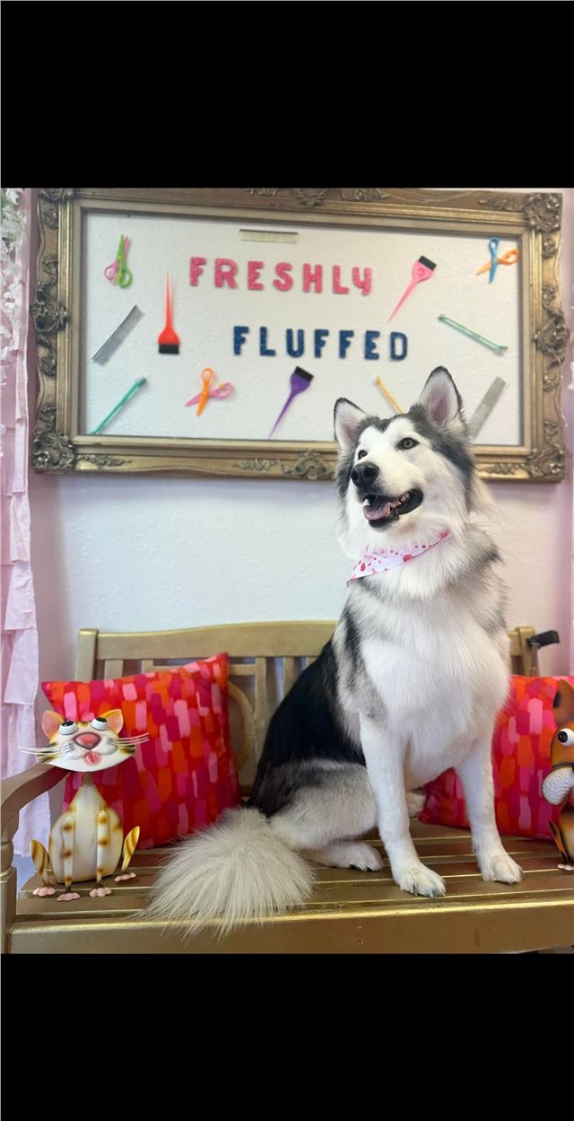 Freshly groomed husky posing beneath the Freshly Fluffed sign