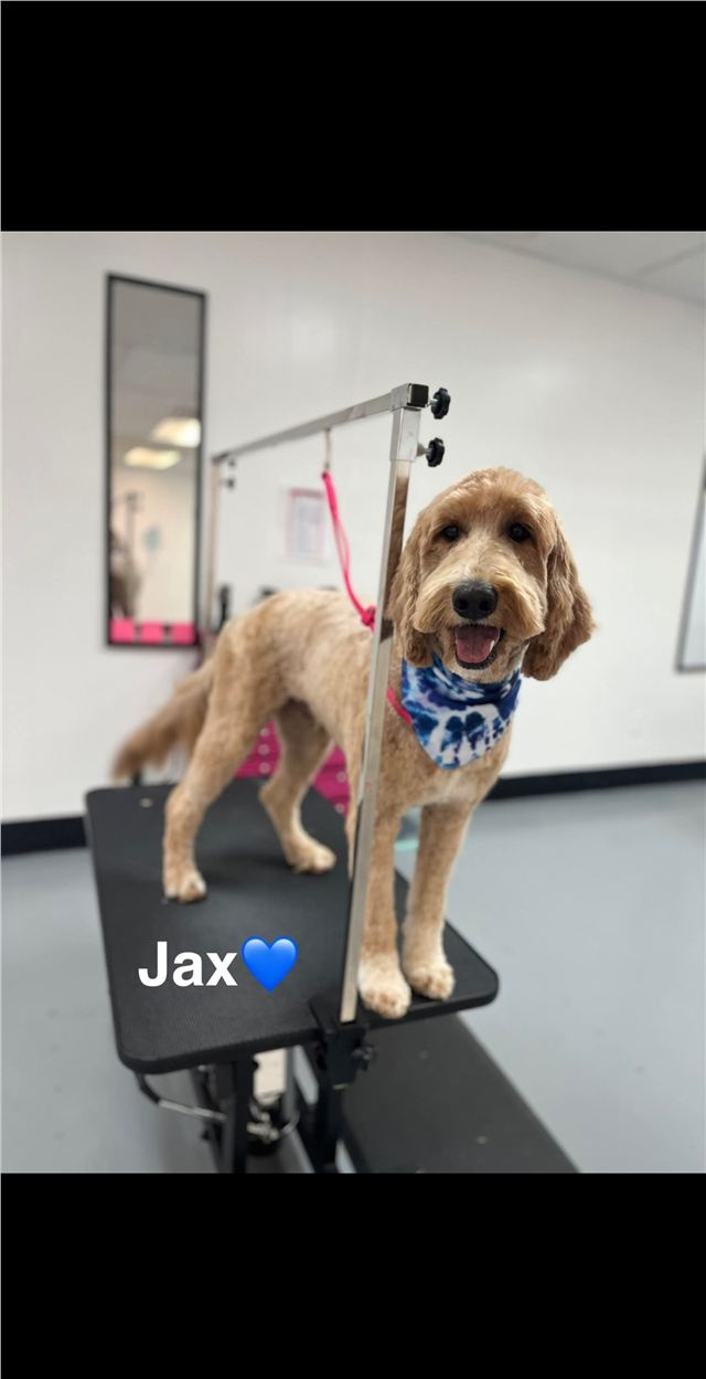Freshly groomed doodle named Jax wearing a blue bandana