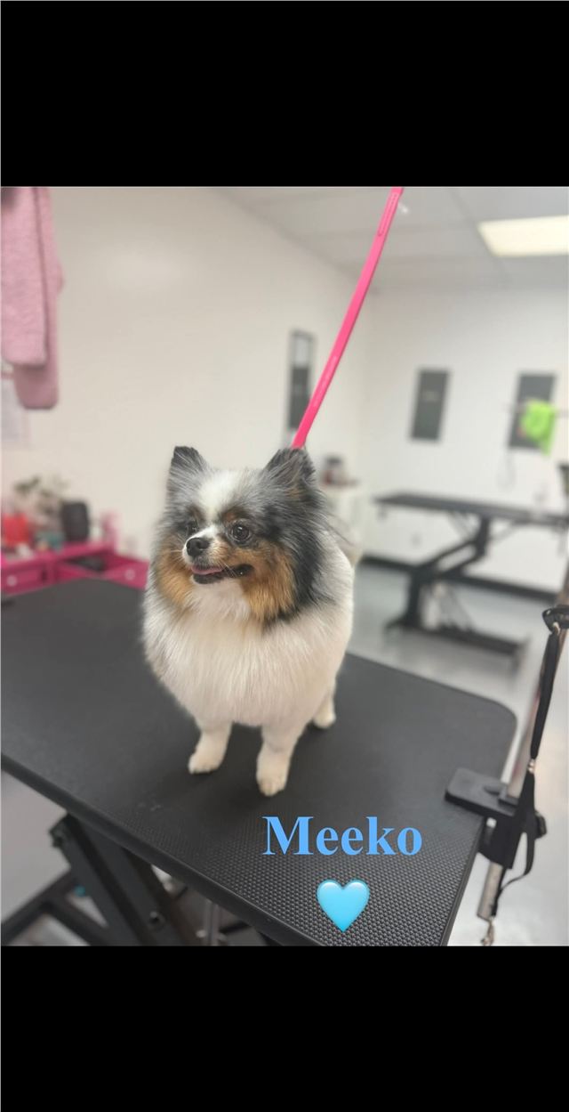 Freshly groomed Pomeranian named Meeko on the grooming table