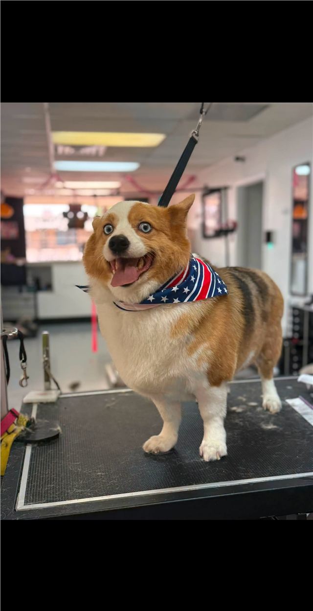 Freshly groomed corgi wearing a red white and blue bandana