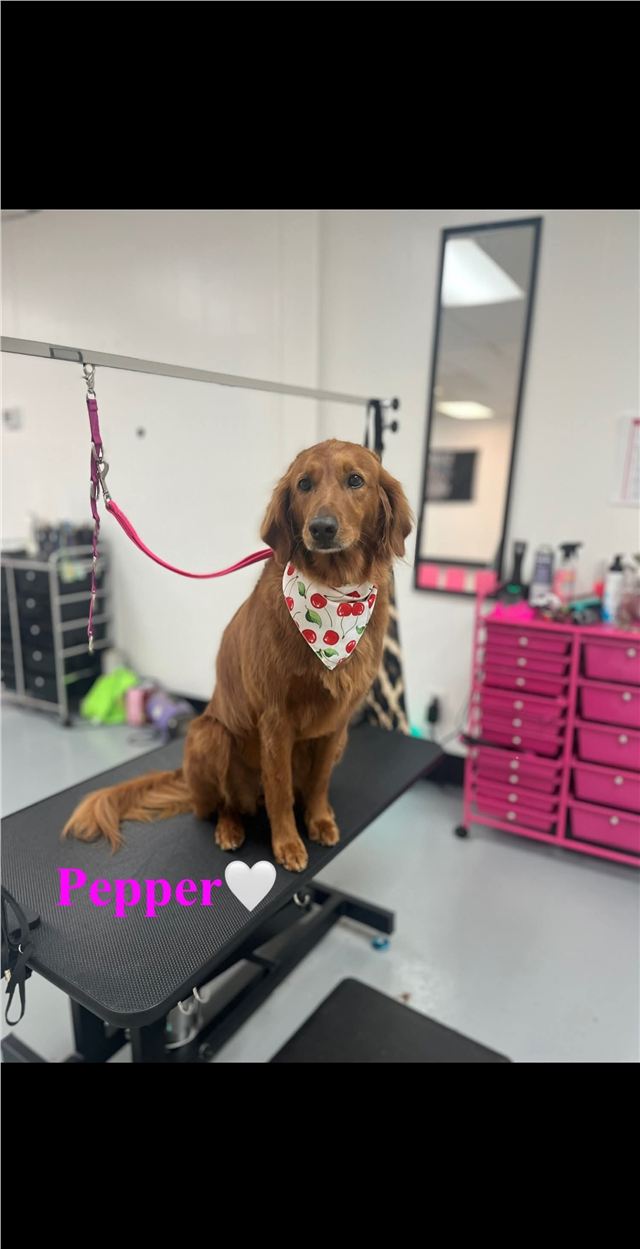 Golden retriever named Pepper wearing a cherry bandana after grooming