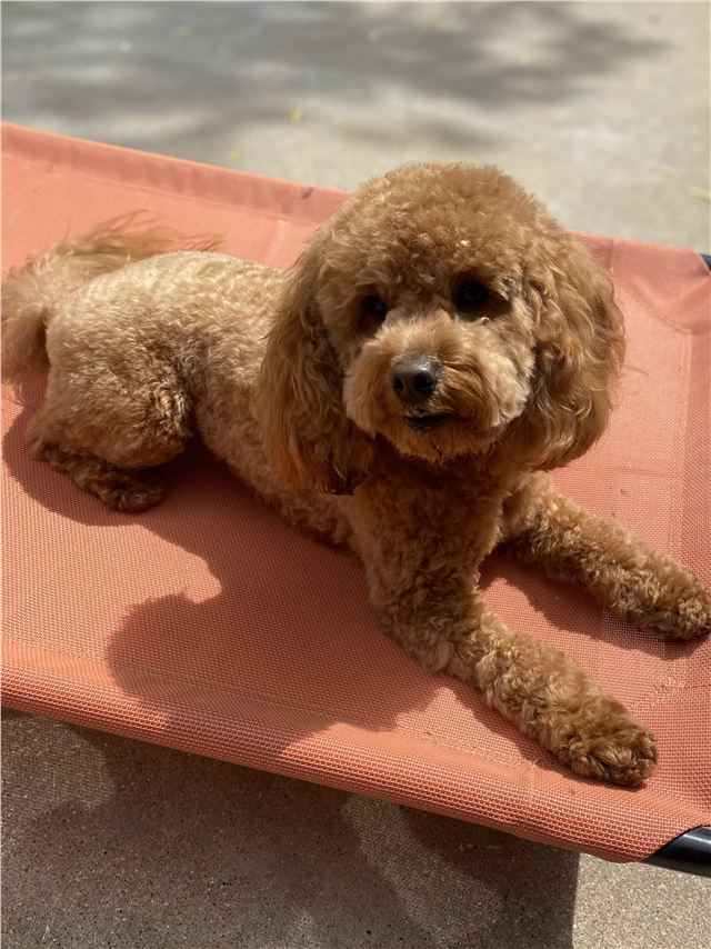 Freshly groomed poodle relaxing after a spa visit