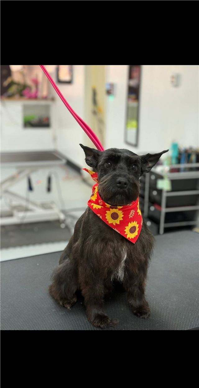 Freshly groomed black schnauzer wearing a sunflower bandana
