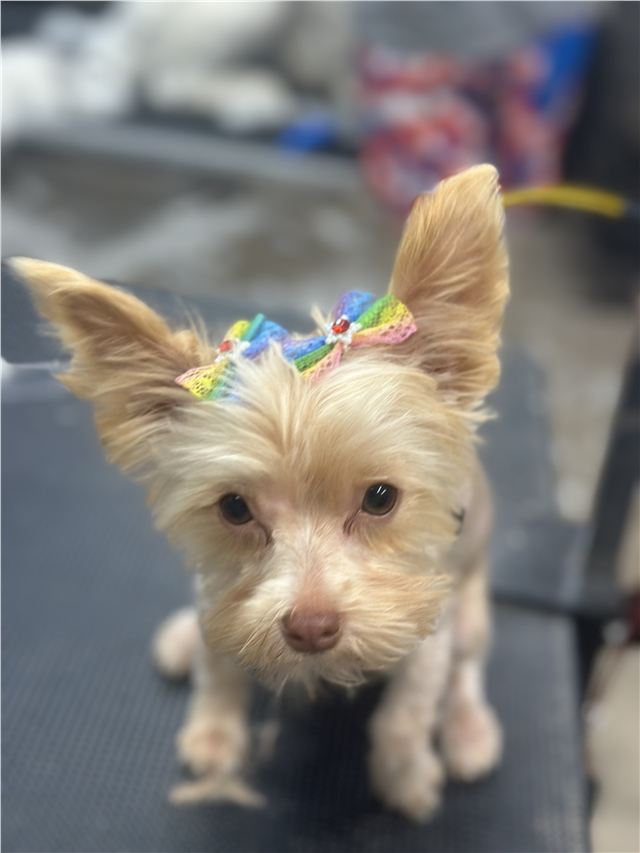 Freshly groomed Yorkshire terrier with a bow